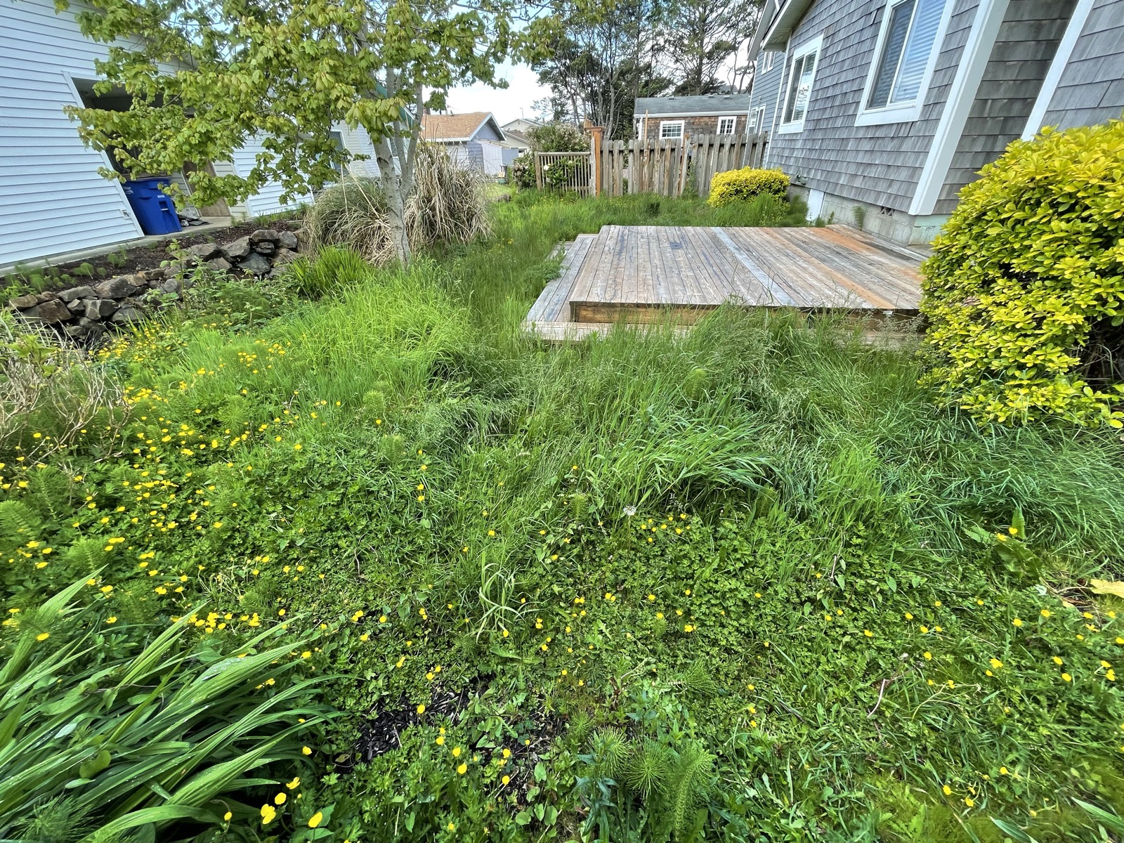 Yard before Joshua's care